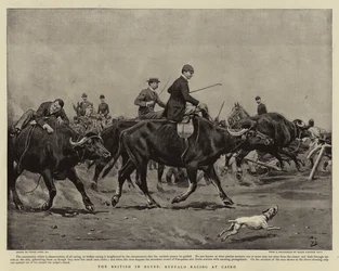 Gli inglesi in Egitto, corsa di bufali al Cairo